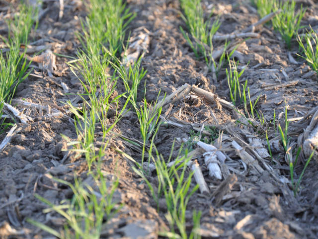 A week of warm weather in the Great Plains could give wheat growers a chance to assess winter injury as plants begin to green up. (DTN photo by Katie Micik)
